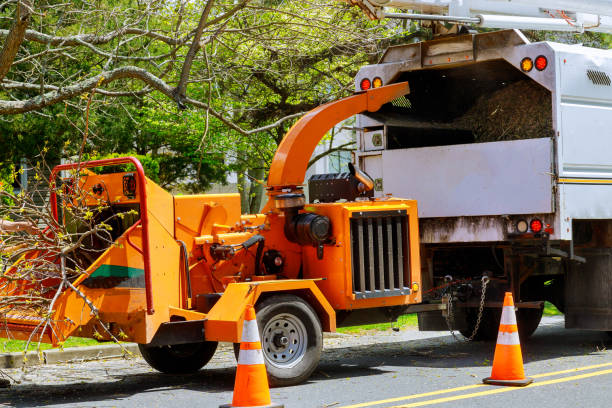 Best Seasonal Cleanup (Spring/Fall)  in Mont Alto, PA