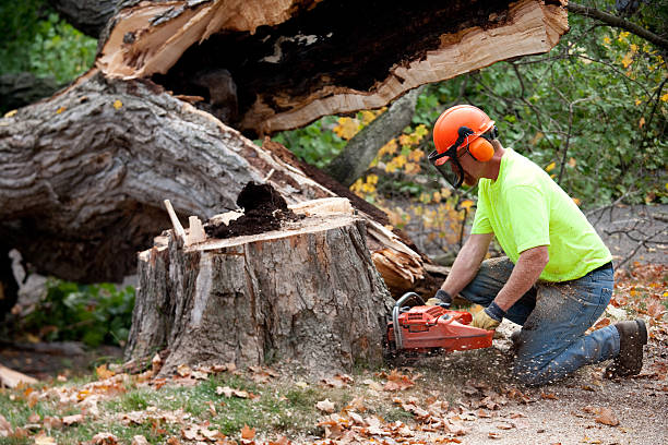 Best Hazardous Tree Removal  in Mont Alto, PA